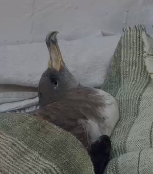 Gripe aviária: família leva ave marinha para casa em AL e acende alerta