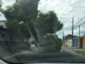 Árvore cai no bairro Santa Lúcia e deixa trânsito lento em avenida