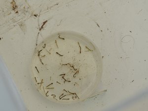 Casos de dengue caem nas quatro primeiras semanas epidemiológicas de 2026