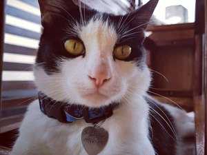 Gatinho de estimação desaparece e dona faz campanha para encontrá-lo