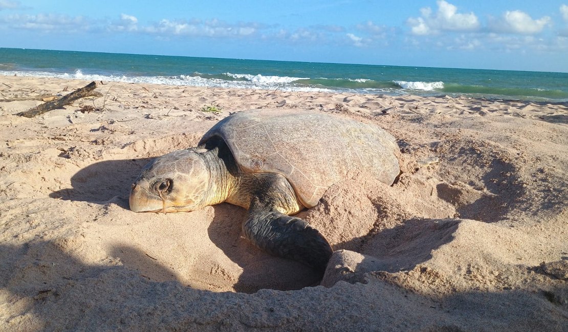 [Vídeo] Tartaruga é flagrada desovando durante o dia na praia do Mirante da Sereia