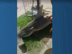 Baleia jubarte é encontrada morta na praia de Armação, em Salvador