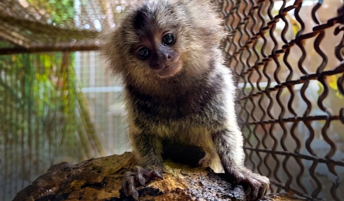 IMA e Sesau alertam sobre risco do contato humano com saguis