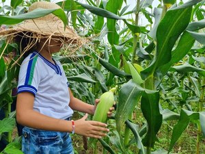 Milho produzido na Escola de Campo de Arapiraca é utilizado na merenda dos estudantes