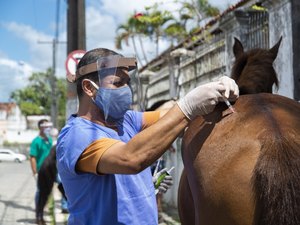 Ação vacina cerca de 50 equinos no bairro de Bebedouro