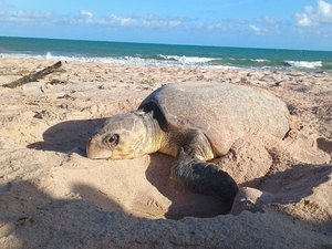 [Vídeo] Tartaruga é flagrada desovando durante o dia na praia do Mirante da Sereia
