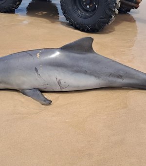 Golfinho é encontrado morto com ferimentos na Praia do Francês, em Marechal