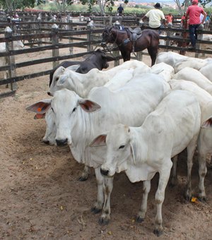 Produtores rurais de AL têm até dia 15 de dezembro para atualizar cadastro de rebanhos