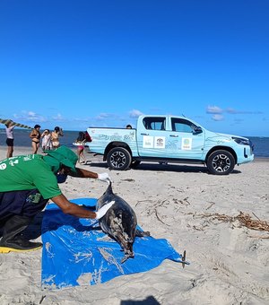 Golfinho 'boto-cinza' é encontrado morto na praia em da Barra de Santo Antônio