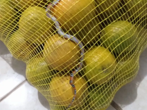 Mulher acha cobra em saco de laranja comprado em mercado: 'Gritei muito'