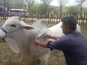 Acaba nesta quinta (15) prazo para vacinação contra aftosa em AL