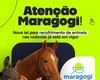 Nova Lei para recolhimento de animais nas rodovias entra em vigor em Maragogi