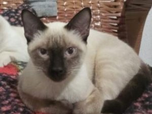 Tutor procura por gato desaparecido em Arapiraca e oferece recompensa
