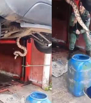 Jiboia de cerca de dois metros é resgatada embaixo de carro em Maceió