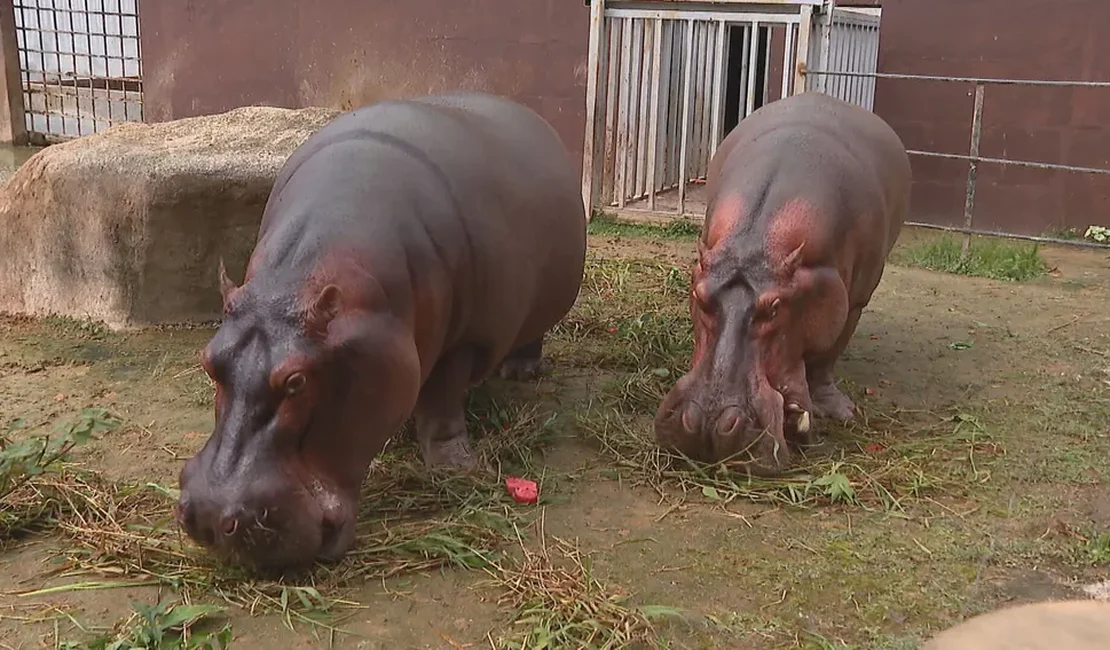 Casal de hipopótamos fica noivo no Dia dos Namorados, no Bioparque do Rio