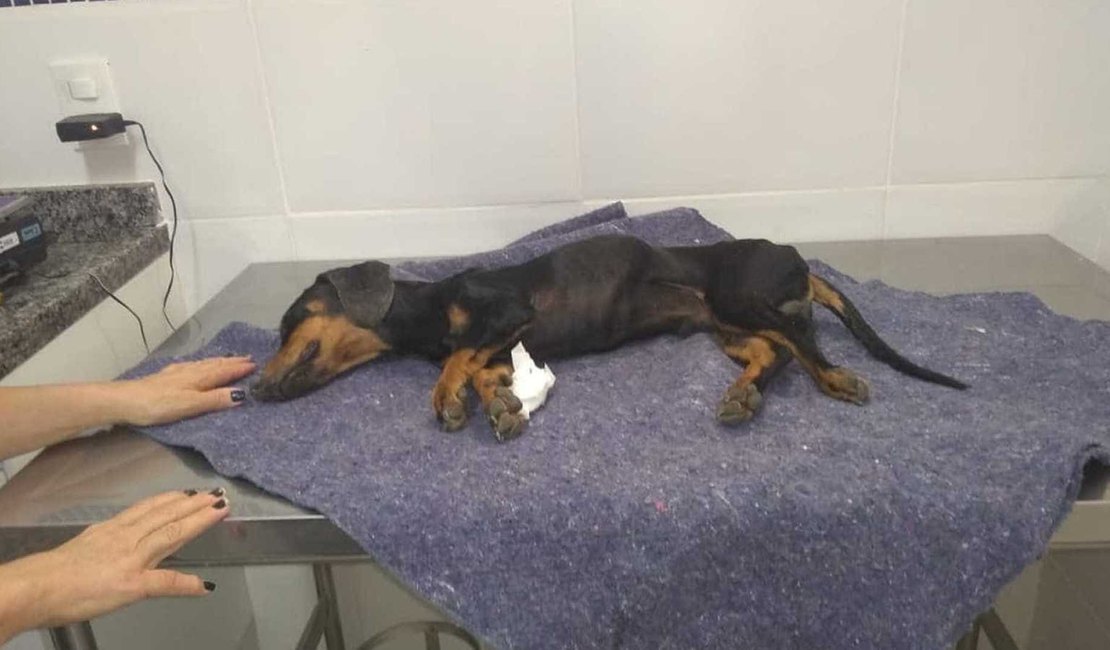 Cachorro morre após ser enterrado em praia de Angra dos Reis