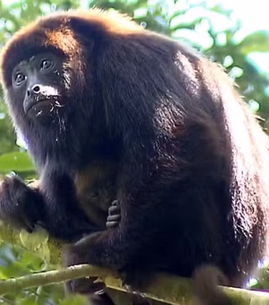 Projetos que devolvem animais à natureza representam o Brasil em conferência internacional