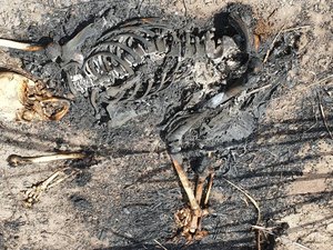 Ossada humana carbonizada é encontrada no canavial de usina em Penedo