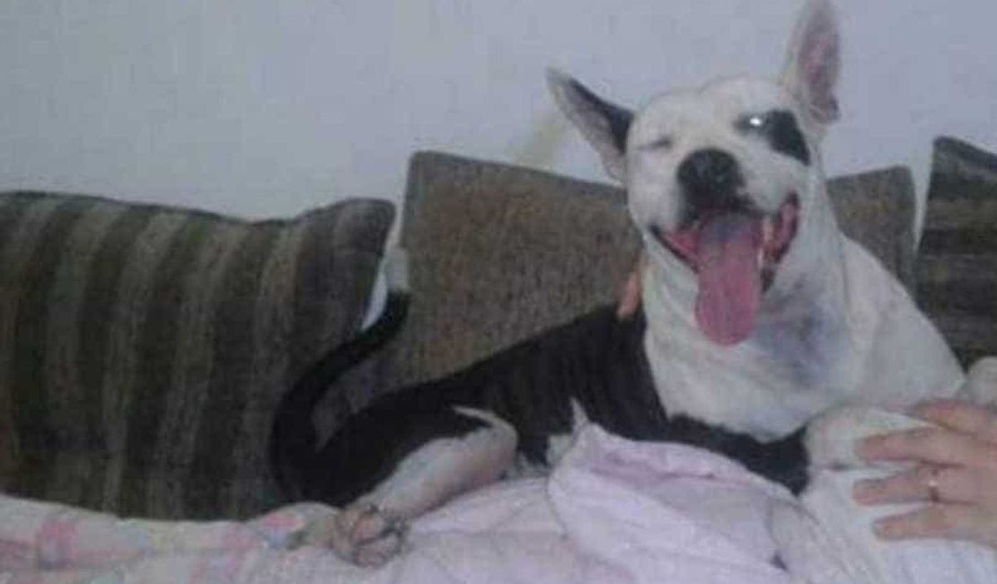 Cadela morre após queima de fogos no Rio de Janeiro