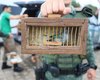 FPI do Rio São Francisco resgata 26 animais silvestres vítimas de maus-tratos em feira livre na zona rural de Palmeira