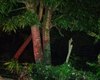 Corpo de mulher sem cabeça é encontrado às margens de lagoa em Coqueiro Seco