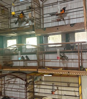 Cetas recebe aves em situação de maus-tratos após apreensão em aeroporto de Maceió