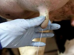 AL se destaca após produzir mais de 600 milhões de litros de leite em 2019