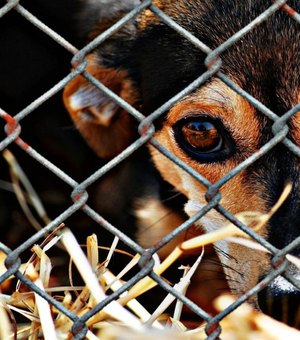 Denúncias anônimas levam polícia a apurar suspeitas de maus-tratos a cães em Viçosa