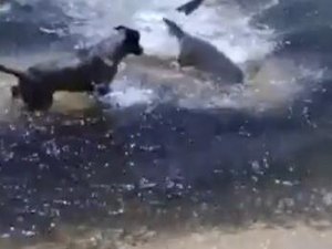 Cães atacam tubarões em praia da Austrália 