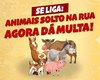 Prefeitura anuncia apreensão de animais soltos nas ruas e multas aos donos em São Luís do Quitunde