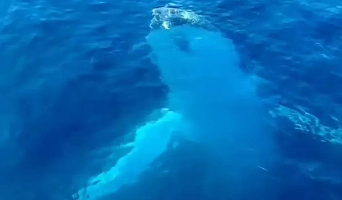 Baleia é filmada dando 'oi' para navegantes e girando debaixo da água