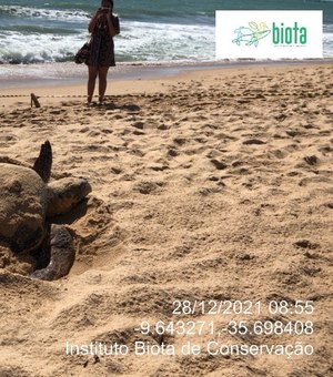 [Vídeo] Banhistas flagram momento de desova de tartaruga na Praia de Jatiúca