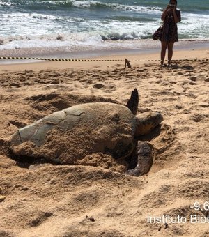 [Vídeo] Banhistas flagram momento de desova de tartaruga na Praia de Jatiúca