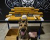 Casal é preso por tráfico ao ser flagrado com 25 kg de maconha em Arapiraca
