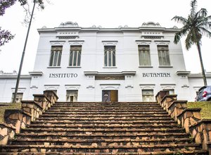 Covid-19: Instituto Butantan poderá ter vacina até o final de 2020