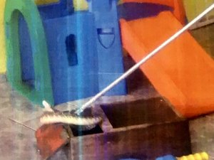 Cobra é encontrada no meio de brinquedos em creches