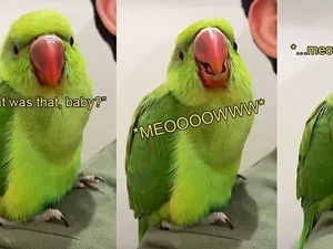 Pássaro bilíngue? Conheça Noodle, o passarinho que 'mia' como um gato