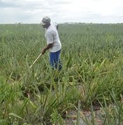Desenvolve garante recurso para fomento da cultura do abacaxi em Coruripe