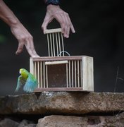 FPI realiza 2º soltura e devolve 119 aves para o bioma da Mata Atlântica em Coruripe