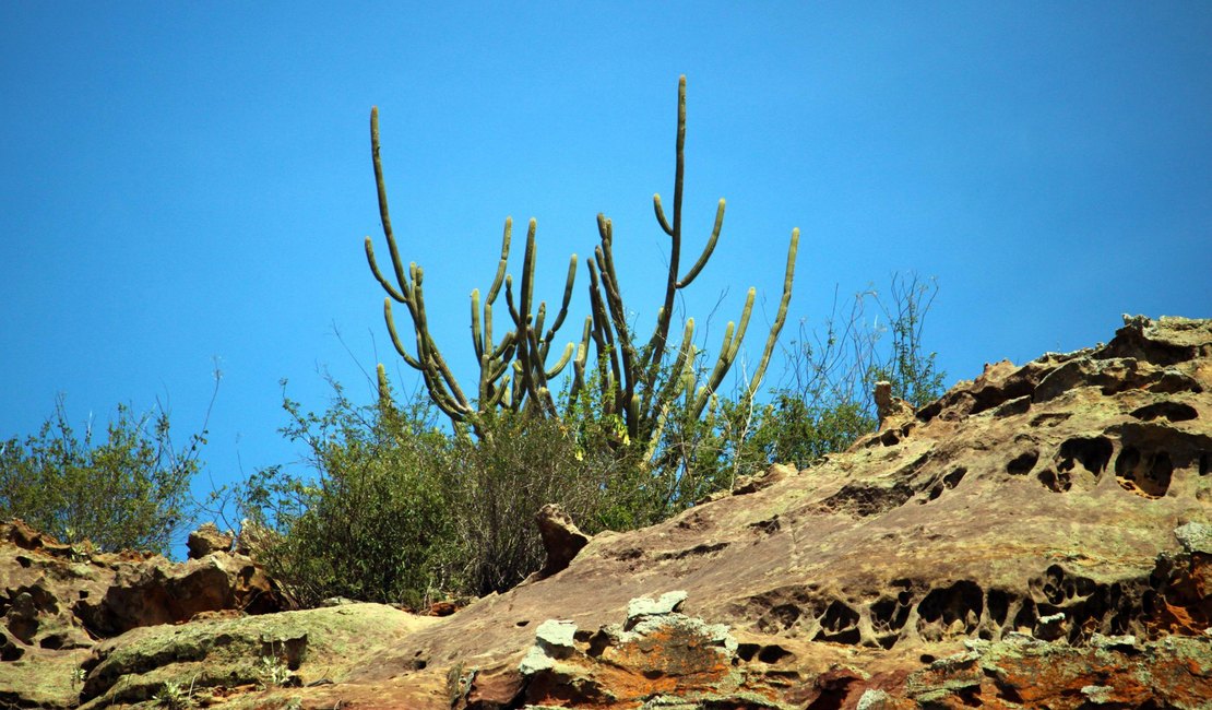 Exposição 'A Caatinga do Sertão Alagoano' estreia no MISA