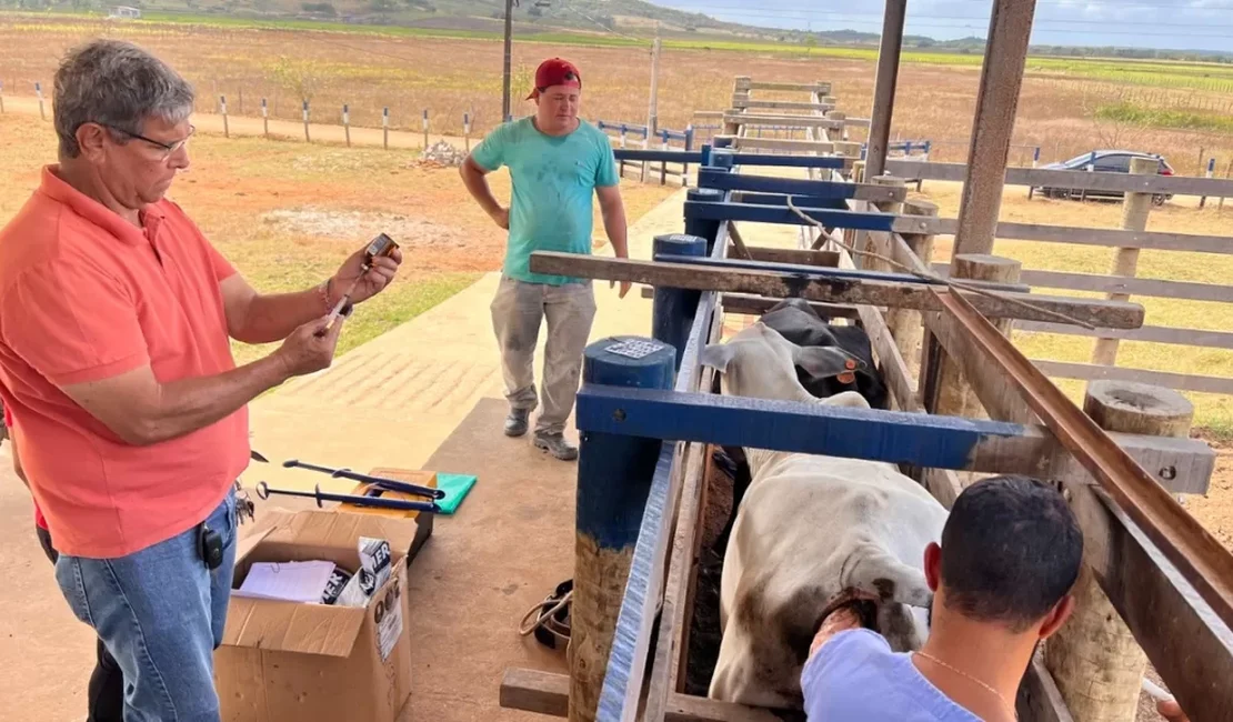 Programa Mais Pecuária Brasil melhora qualidade do rebanho bovino em Penedo
