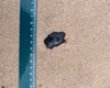 [Vídeo] Manchas de óleo são encontradas em praias do Litoral Norte de Maceió