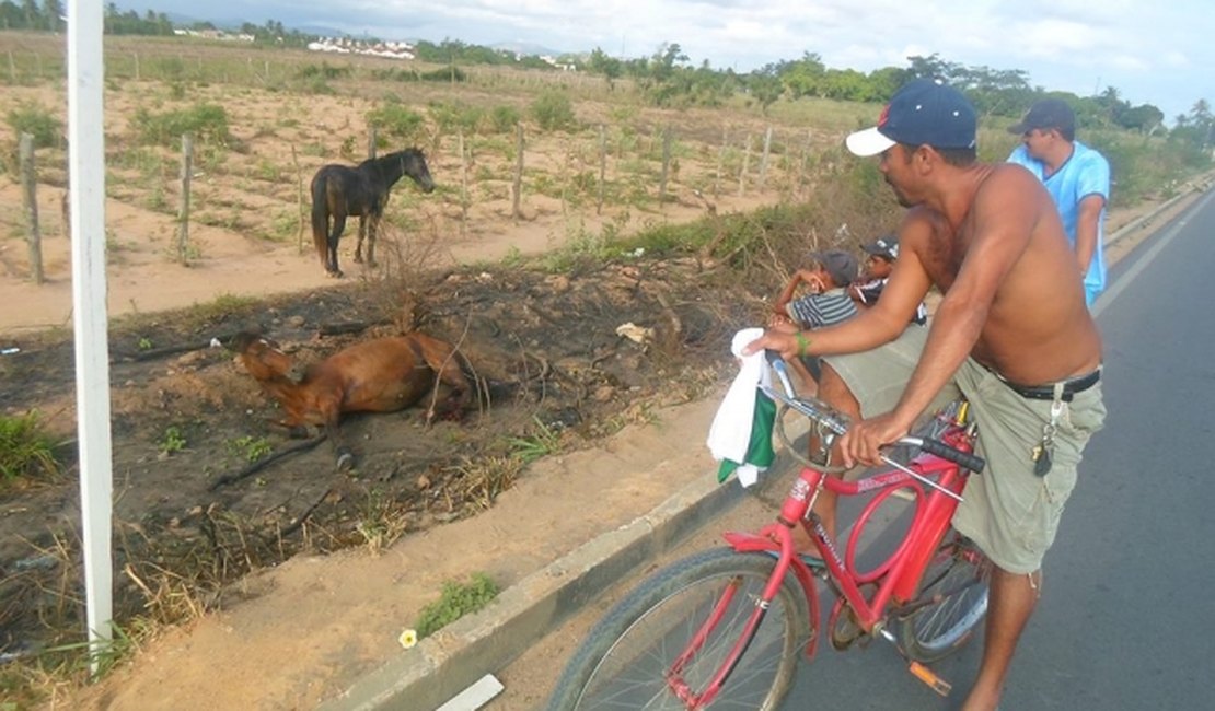 Cavalo é atropelado e tem patas quebradas na AL-220