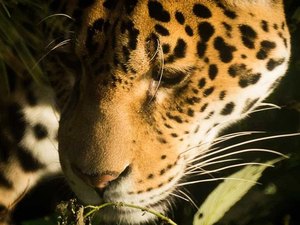 Sem turistas, onças-pintadas se aproximam de passarelas no Pantanal