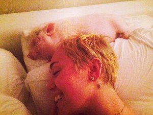 Miley Cyrus dorme com porquinho na cama e posta foto na web