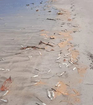 [Vídeo] Peixes mortos são encontrados em praia na Barra de Santo Antônio