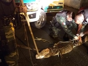 Vídeo: Jacaré do papo amarelo é capturado após ser visto em via pública de Maceió