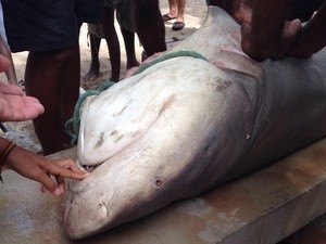 Pescador captura tubarão na praia de Ponta Verde, em Maceió