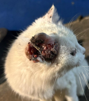 Gatinha com câncer nas orelhas precisa de cirurgia urgente, em Arapiraca