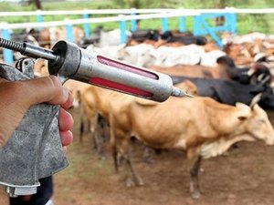 Vacinação contra a febre aftosa começa amanhã na maioria dos estados